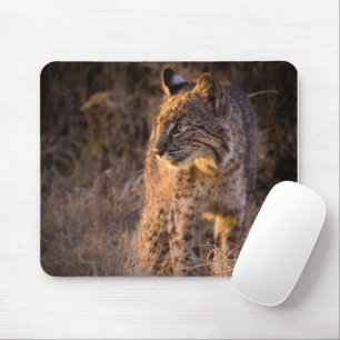 Bobcat mit dem Abend Sun Mouse Pad Mousepad