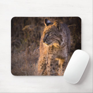 Bobcat mit dem Abend Sun Mouse Pad Mousepad