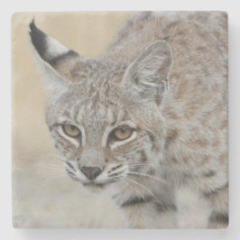 Bobcat Portrait Stone Untersetzer