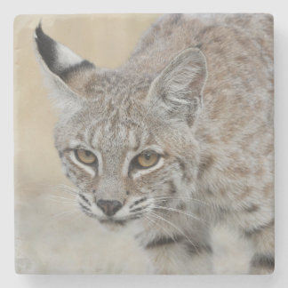 Bobcat Portrait Stone Untersetzer