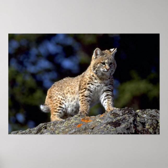Bobcat Poster (Vorne)