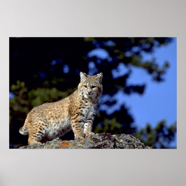 Bobcat Poster (Vorne)