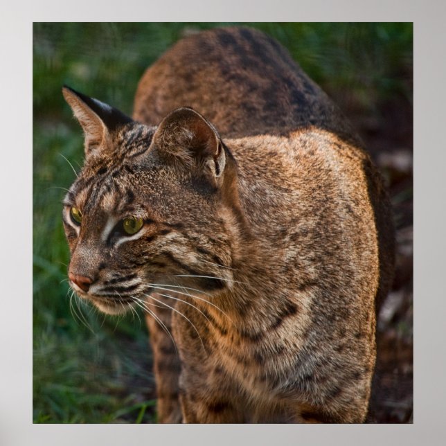 BobCat Poster (Vorne)