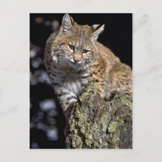 Bobcat Postkarte