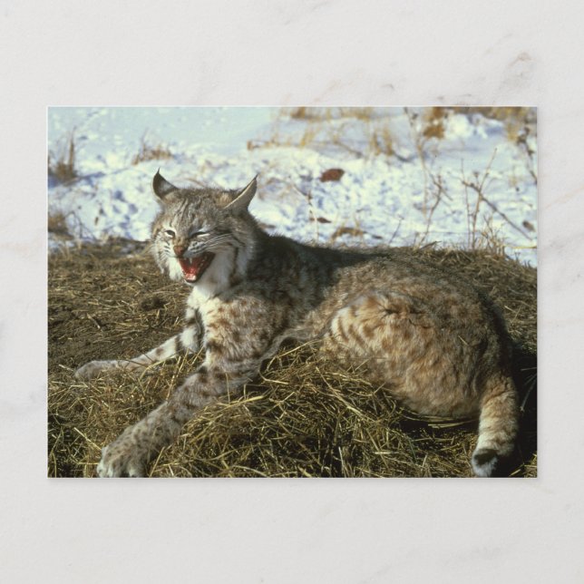 Bobcat Postkarte (Vorderseite)