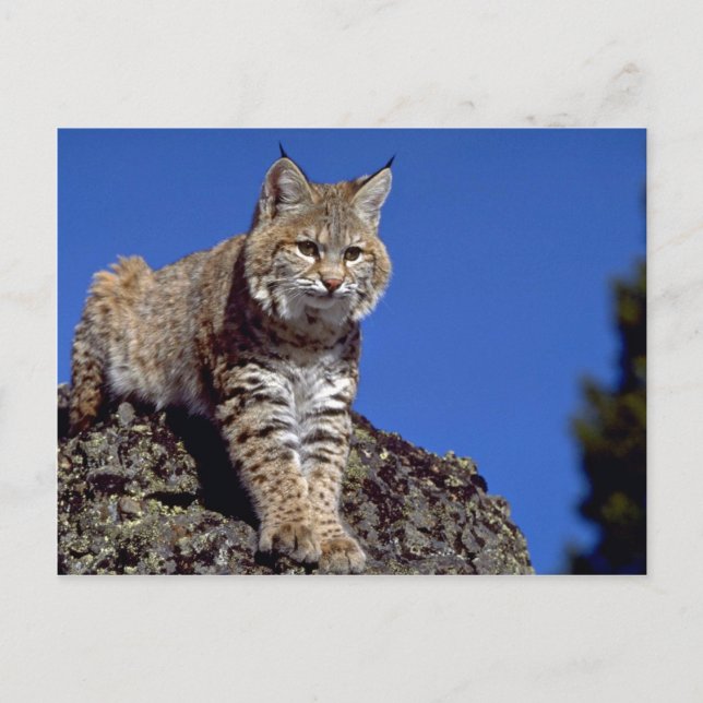 Bobcat Postkarte (Vorderseite)
