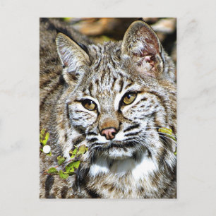 Bobcat Postkarte