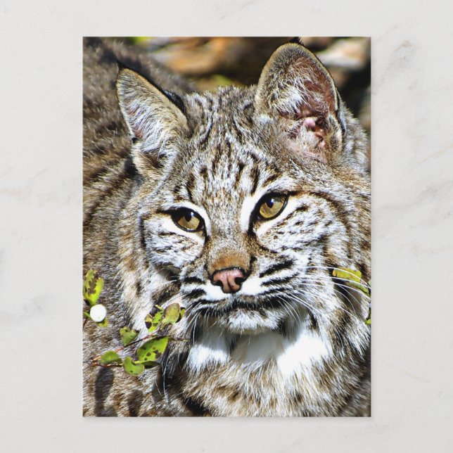 Bobcat Postkarte (Vorderseite)