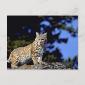 Bobcat Postkarte