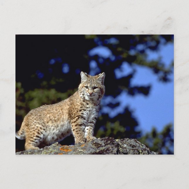 Bobcat Postkarte (Vorderseite)