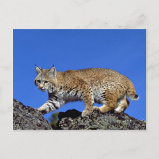 Bobcat Postkarte