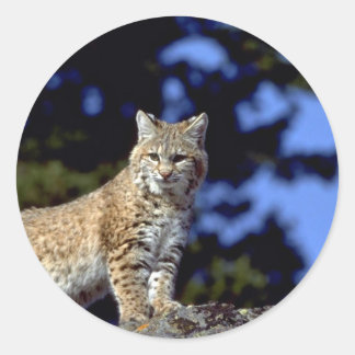 Bobcat Runder Aufkleber