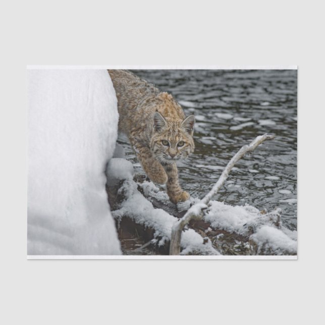 Bobcat Schneewasser-Foto Seidenpapier (Vorderseite)