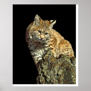 Bobcat sitting on a rock from Junglewalk.com Poster