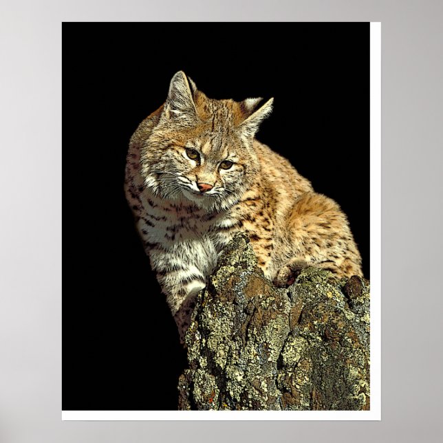 Bobcat sitzt auf einem Felsen von Junglewalk.com Poster (Vorne)