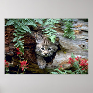 Bobcat-Sommerjunges Kätzchen in Hohlholz Poster