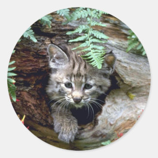 Bobcat-Sommerjunges Kätzchen in Hohlholz Runder Aufkleber