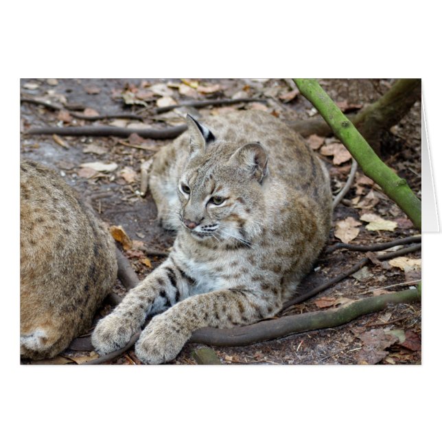 BobcatBCR017 (Vorderseite (Horizontal))