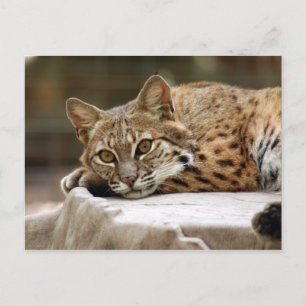 BobcatBCR018 Postkarte