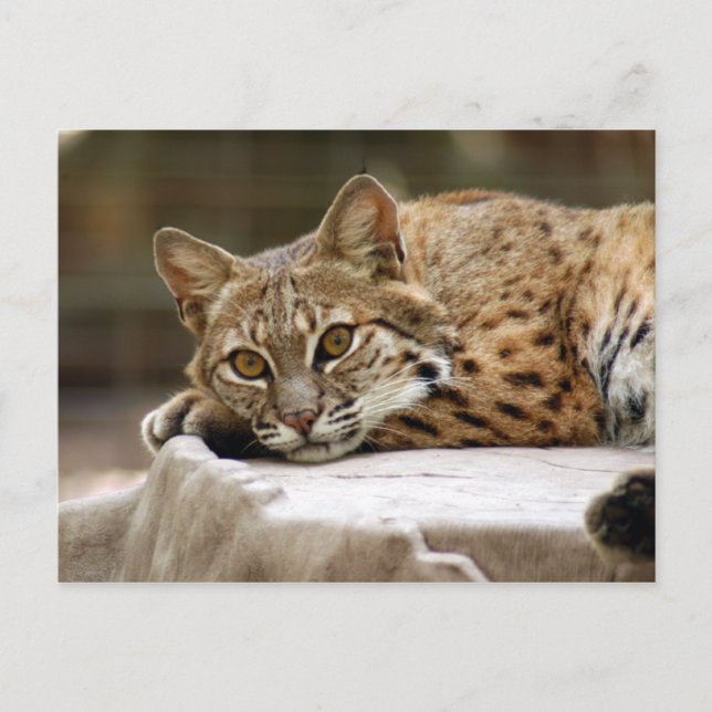 BobcatBCR018 Postkarte (Vorderseite)