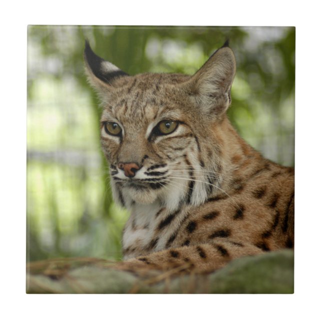 BobcatBCR032 Fliese (Vorderseite)