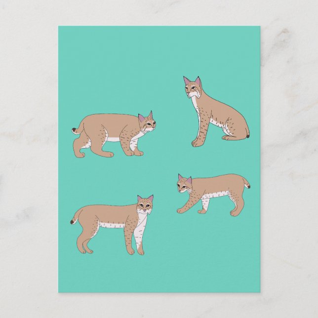Bobcats Postkarte (Vorderseite)