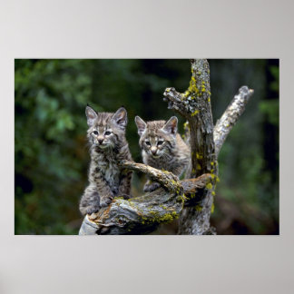 Bobcats-sommerliche junge Kätzchen Poster