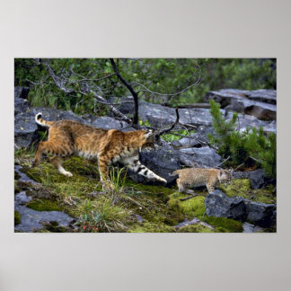 Bobcats-Summer-Mom mit kleinem Kätzchen Poster
