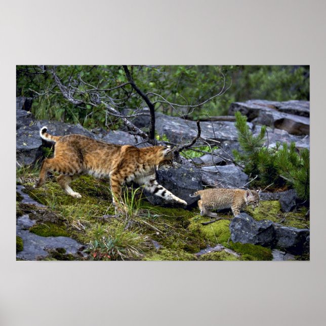 Bobcats-Summer-Mom mit kleinem Kätzchen Poster (Vorne)