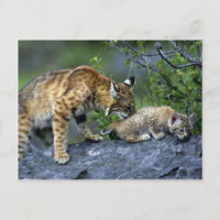 Bobcats-Summer-Mom mit kleinem Kätzchen