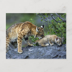 Bobcats-Summer-Mom mit kleinem Kätzchen Postkarte