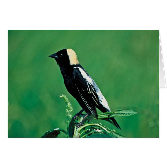 Bobolink (Vorderseite (Horizontal))