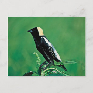 Bobolink Postkarte