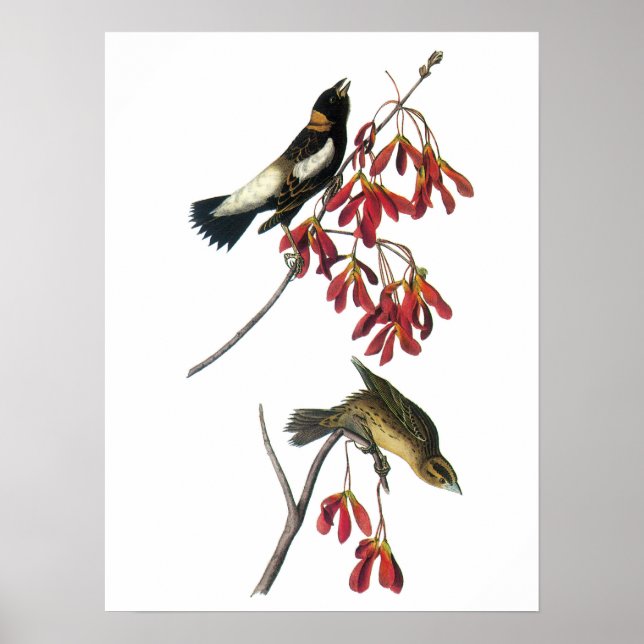 Bobolink von Audubon Poster (Vorne)