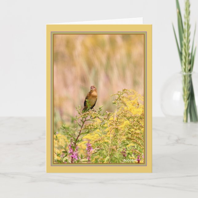 Bobolink, weiblich/nichtzucht karte (Vorderseite)