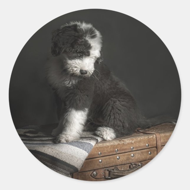 Bobtail Welpenportrait im Studio Runder Aufkleber (Vorderseite)