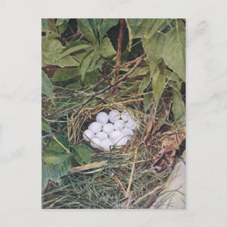 Bobwhite-Nest voll mit Eiern Postkarte