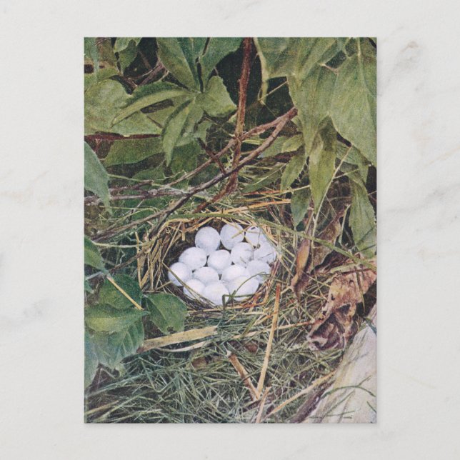 Bobwhite Nest voller Eier Postkarte (Vorderseite)