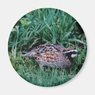 Bobwhite Quai Magnet