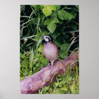 Bobwhite Quai Poster