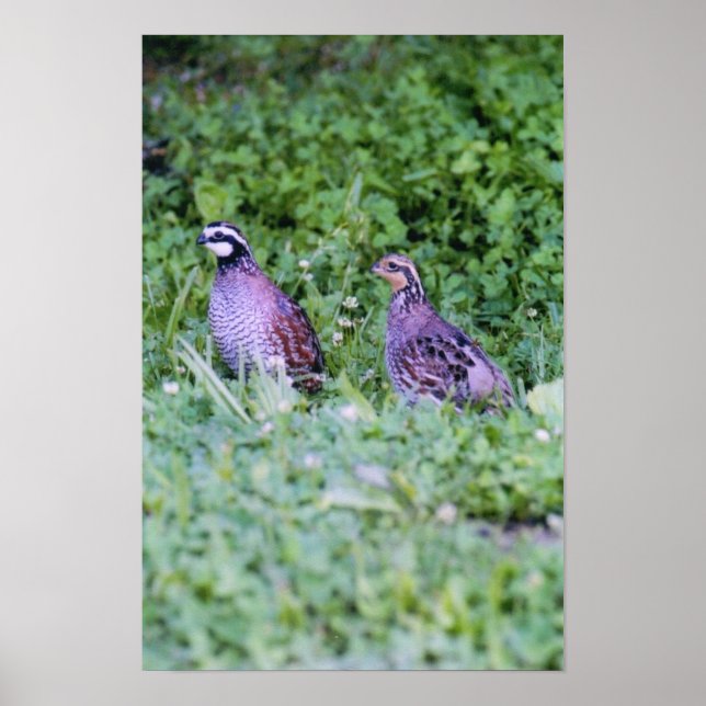 Bobwhite Quai Poster (Vorne)
