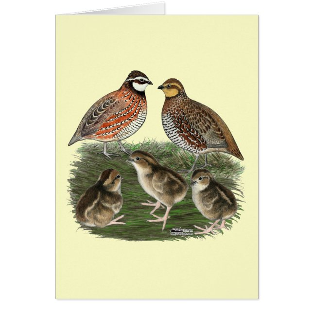 Bobwhite Quail (Vorne)