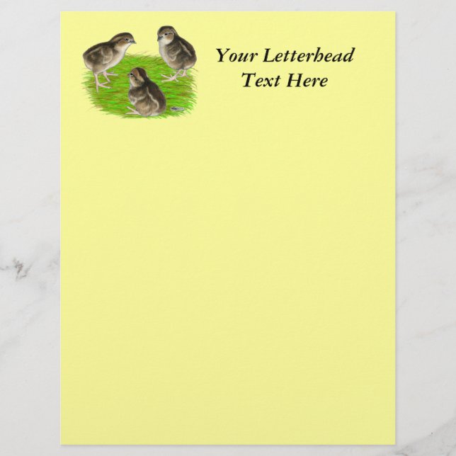 Bobwhite Quail Chicks (Vorderseite)