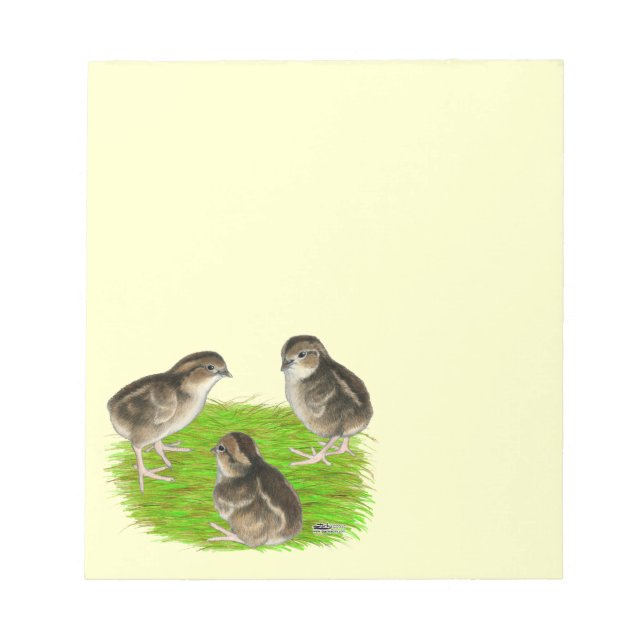 Bobwhite Quail Chicks Notizblock (Vorderseite)