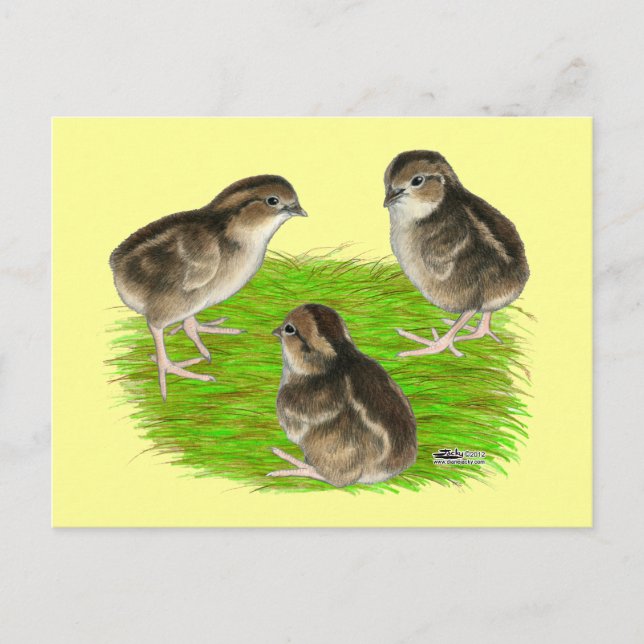 Bobwhite Quail Chicks Postkarte (Vorderseite)