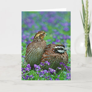Bobwhite Quail Fotografie Karte