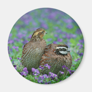 Bobwhite Quail Fotografie Magnet