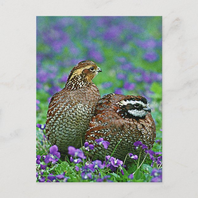 Bobwhite Quail Fotografie Postkarte (Vorderseite)