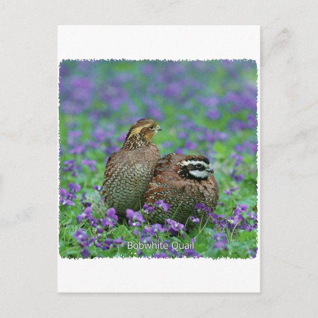 Bobwhite Quail Fotografie Postkarte (Vorderseite)