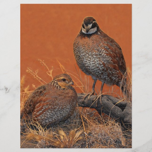 Bobwhite Quail (Georgia, Missouri und Tennessee) (Vorderseite)